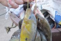  Ciclidi di varie specie venduti in un mercato in Nicaragua, tenuti insieme da uno spago a formare una “coroncina”. Foto: Carmelo Fruciano