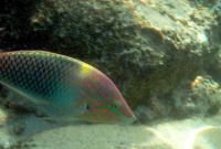 Halichoeres hortulanus, un labride tropicale. Foto: Carmelo Fruciano