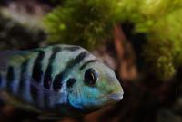 Amatitlania sp., una specie di ciclide centro-americano comunemente tenuto in acquario. Foto: Carmelo Fruciano