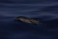 Stenella striata, delfinide presente regolarmente nelle acque siciliane e attenzionato da Sea Marvel